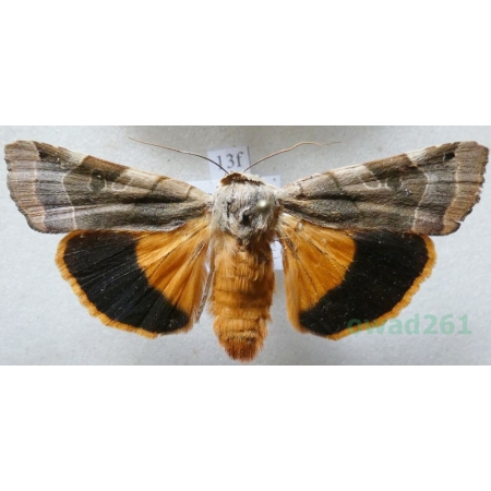 Noctua fimbriata (Schreber, 1759) Rolnica aksamitka Czech13f